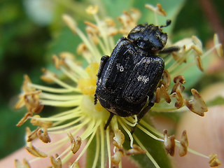 Valgus hemipterus