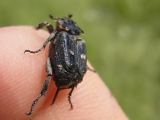 Valgus hemipterus