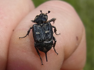 Valgus hemipterus