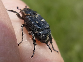 Valgus hemipterus