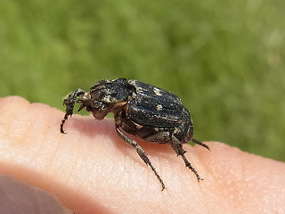 Valgus hemipterus