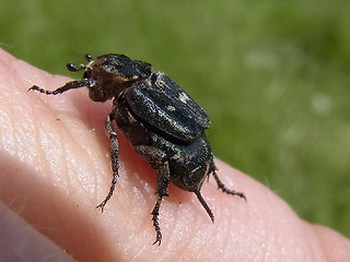 Valgus hemipterus