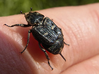 Valgus hemipterus