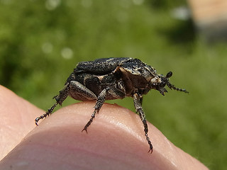 Valgus hemipterus