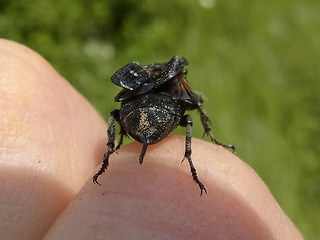 Valgus hemipterus