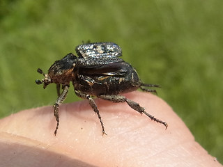 Valgus hemipterus