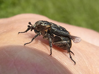 Valgus hemipterus