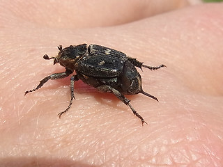 Valgus hemipterus