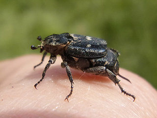 Valgus hemipterus