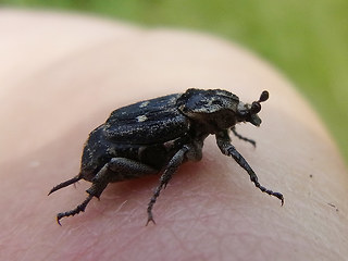 Valgus hemipterus
