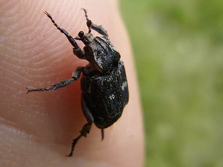 Valgus hemipterus