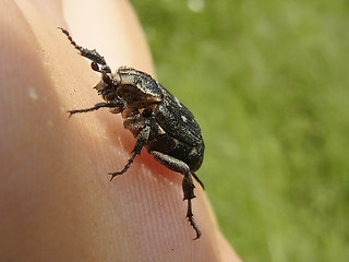 Valgus hemipterus