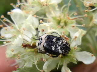 Valgus hemipterus.