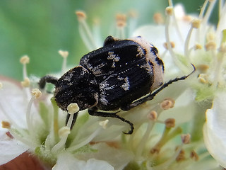 Valgus hemipterus.