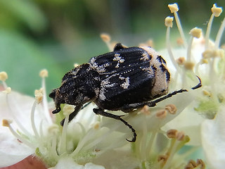 Valgus hemipterus.