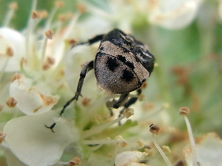 Valgus hemipterus.