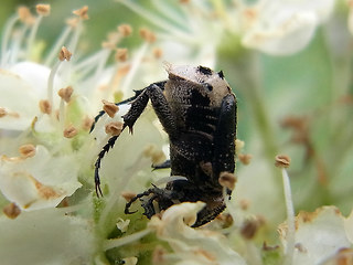 Valgus hemipterus.