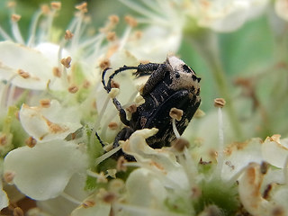 Valgus hemipterus.