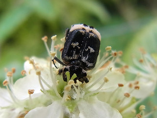 Valgus hemipterus.