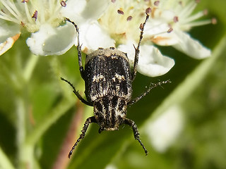 Valgus hemipterus.