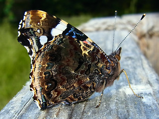 Vanessa atalanta