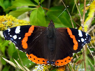 Vanessa atalanta