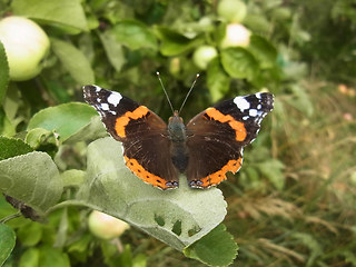 Vanessa atalanta