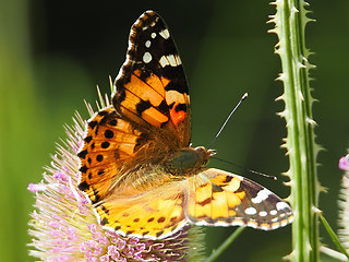 Vanessa cardui