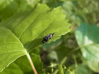 Variimorda villosa
