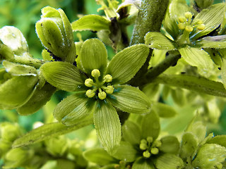 Veratrum album ssp. lobelianum