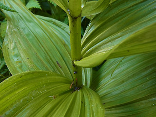 Veratrum album ssp. lobelianum