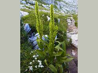 Veratrum album ssp. lobelianum