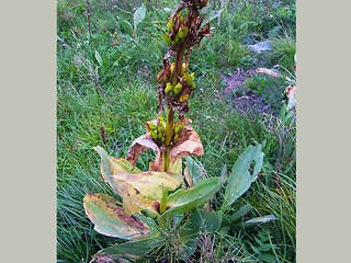 Veratrum album ssp. lobelianum