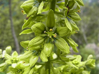 Veratrum album ssp. lobelianum