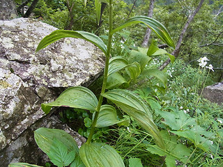 Veratrum album ssp. lobelianum