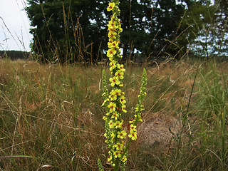 Verbascum nigrum