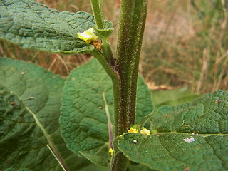 Verbascum nigrum