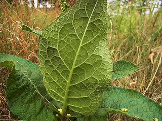 Verbascum nigrum