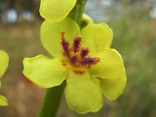 Verbascum nigrum