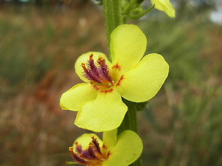 Verbascum nigrum