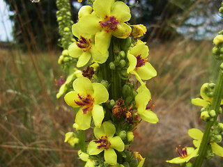 Verbascum nigrum