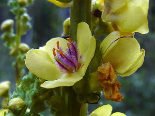 Verbascum nigrum