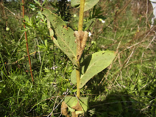 Verbascum phlomoides