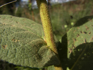 Verbascum phlomoides