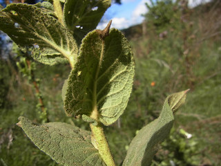 Verbascum phlomoides