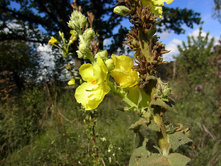 Verbascum phlomoides