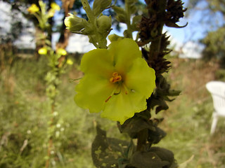 Verbascum phlomoides