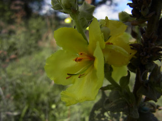 Verbascum phlomoides