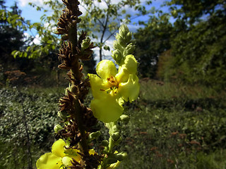 Verbascum phlomoides