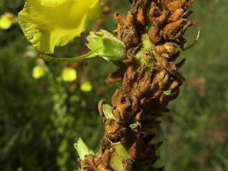 Verbascum phlomoides